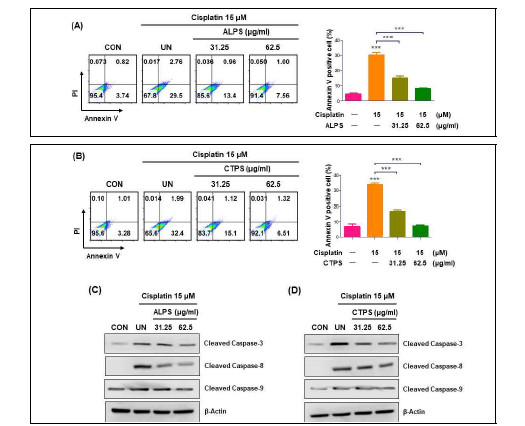 ALPS(A, C) and CTPS(B, D) decrease cisplatin-induced apoptosis in BMDMs