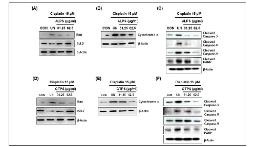 Roles of ALPS(A-C) and CTPS(D-F) against cisplatin-induced cytotoxicity in Raw264.7 cells