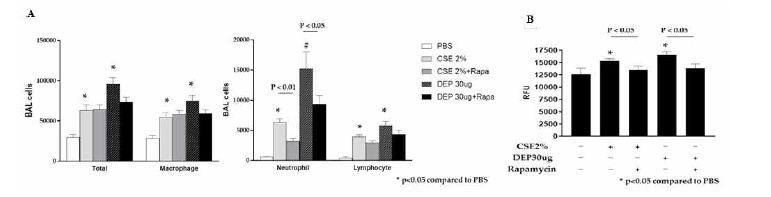 Rapamycin 투여 후 BAL fluid 염증세포(A), lung lysate SA-β-gal 활성(B) 변화