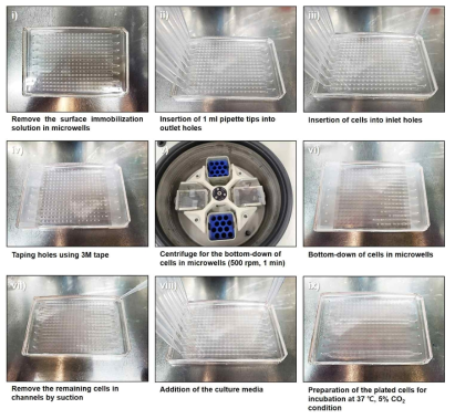 Cell Plating in the PDMS-based Microwell Fluidic Array