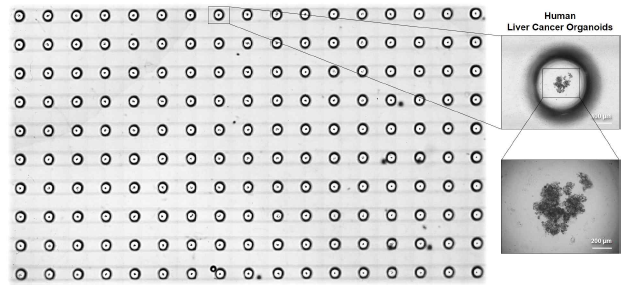 Microwell Fluidic Array 내 다량의 Human Liver Cancer Organoids 의 형성 확인