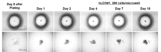Human Liver Cancer Organoid (hLCO) Formation in Microwell of the PDMS-based Microwell Fluidic Array (hLCO#1, 200 cells/microwell)