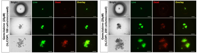 Drug Screening of hLCO#1 in the PDMS-based Microwell Fluidic Array