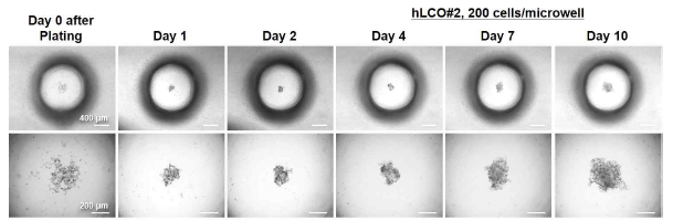 Human Liver Cancer Organoid (hLCO) Formation in Microwell of the PDMS-based Microwell Fluidic Array (hLCO#2, 200 cells/microwell)