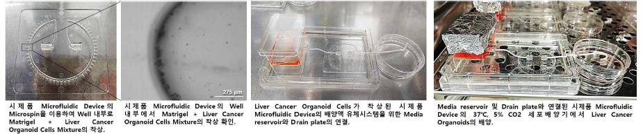 Matrigel과 미세유체시스템을 이용한 시제품 미세유체칩(53 microwells 포함) 내 간암 오가노이드의 배양