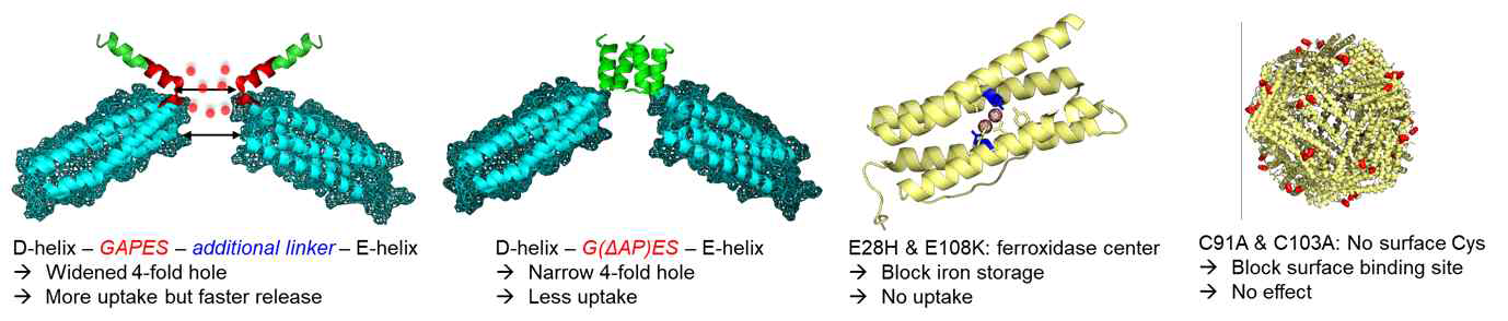 케이지 단백질 변형체 제작을 통한 약물 로딩 원리 분석
