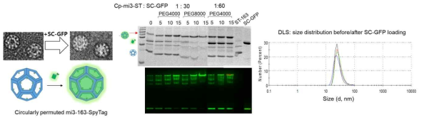 Cp-mi3-ST 케이지 내부 SC-GFP 단백질 로딩 분석