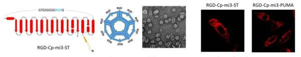 RGD 세포 침투 펩타이드 도입 cp-mi3 케이지 단백질