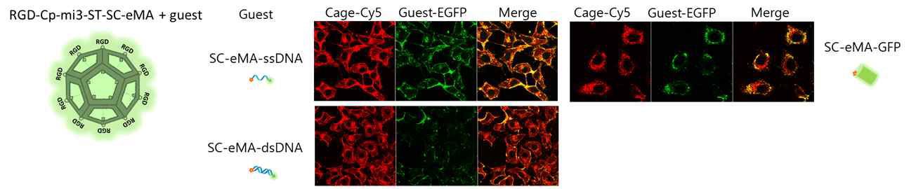 RGD-mi3-로딩 생체분자 세포내 전달