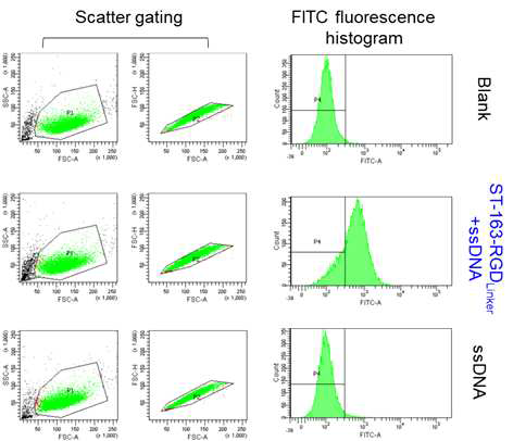 RGD-cp-mi3-ST/SC-eMA 활용 ssDNA 세포내 전달 FACS 검증