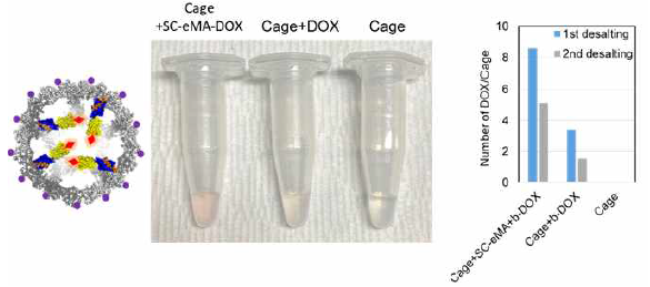 RGD-cp-mi3-ST/SC-eMA내 Doxorubicin(DOX) 로딩