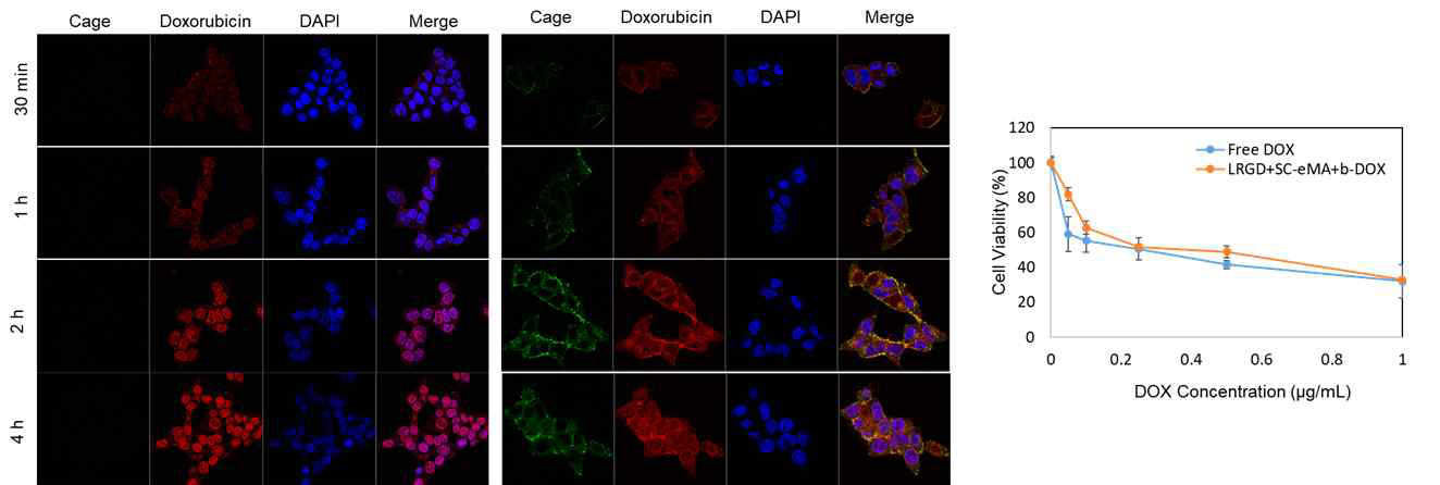 RGD-cp-mi3-ST/SC-eMA내 Doxorubicin(DOX) 세포 전달 및 독성 평가