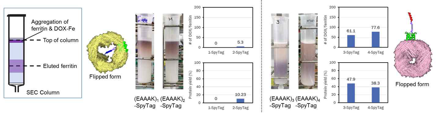 Flip/flop 페리틴-(EAAAK)n-SpyTag cage 단백질의 능동적 약물 흡수 관찰