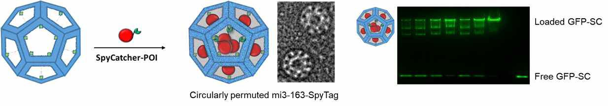 Circularly permuted mi3-SpyTag 단백질 cage 내부 GFP-SpyCatcher 단백질 능동적 로딩