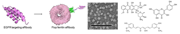 EGFR targeting affibody가 fusion된 flop 페리틴 케이지 제작