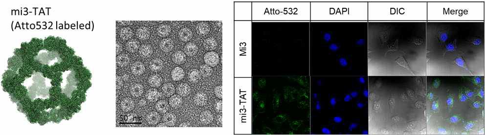 TAT fusion mi3 단백질 케이지 제작 및 세포 침투 확인