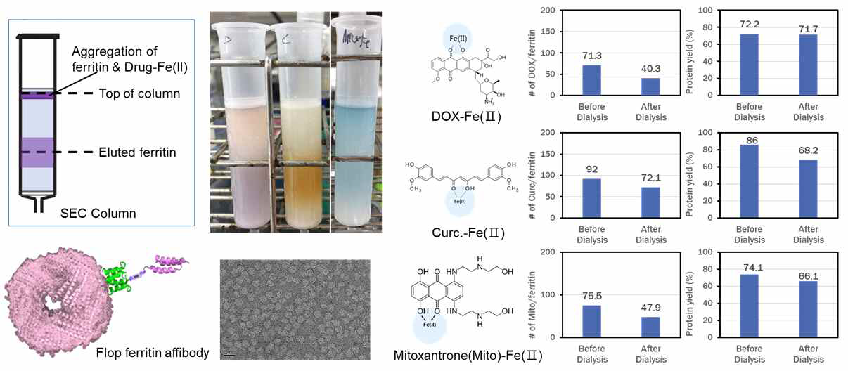 Flop ferritin affibody 구조체 항암 화합물 도입