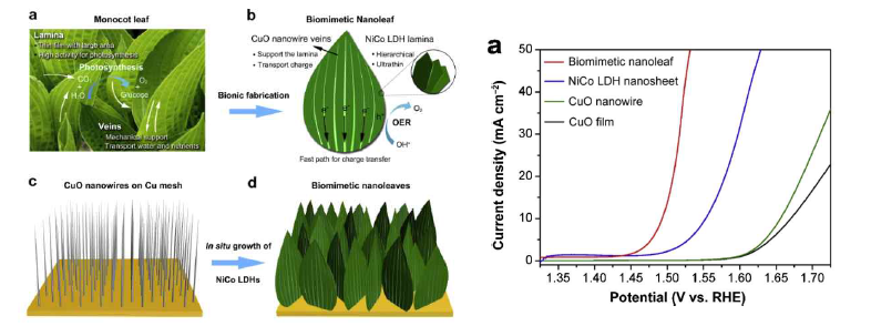 자연잎의 구조를 모방한 CuO 나노와이어 – NiCo LDH 나노시트 (좌) 결합구조 및 (우) OER 성능