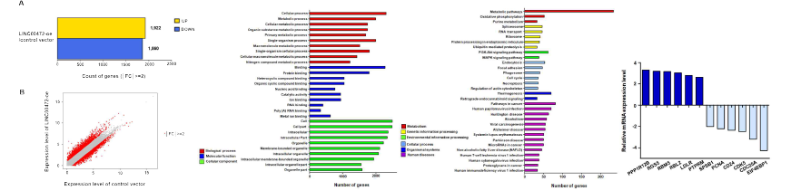 Transcriptome 분석을 통한 LINC00472에 의한 유전자 프로파일링 변화 분석