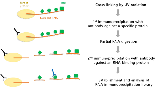 RNA 면역침전법 모식도