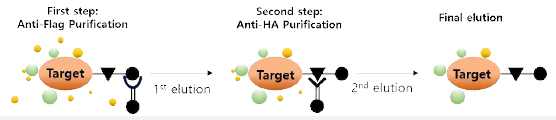 이중면역친화분리법 모식도
