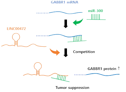 LINC00472/miR-300/GABBR1 ceRNA network