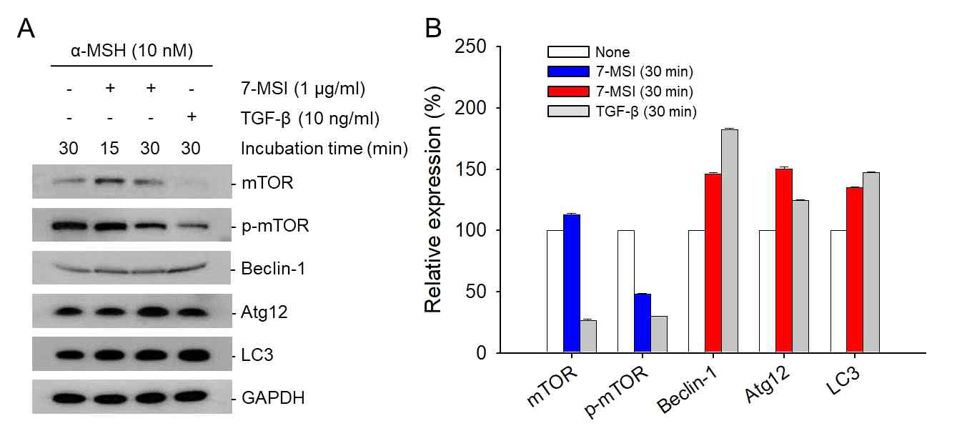 autophagy system 연관 단백질의 발현량 분석