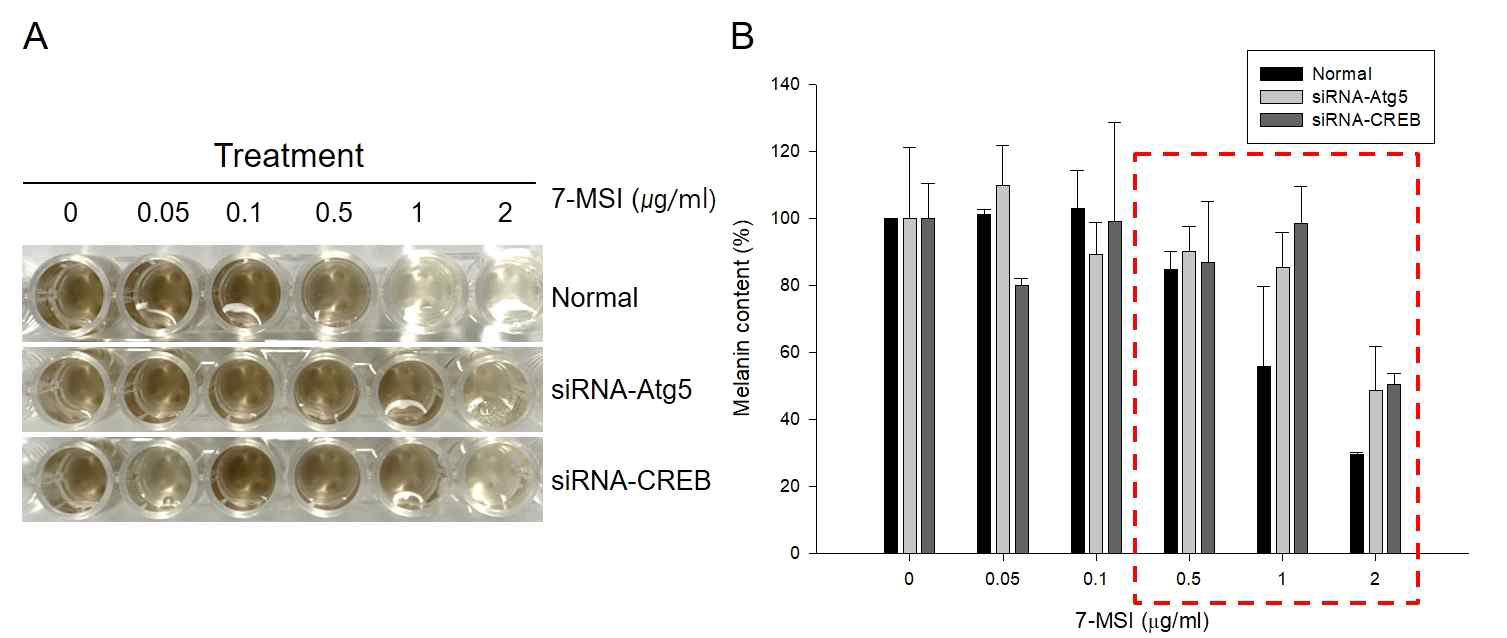 멜라닌 생성에 영향을 미치는 Autophagy system