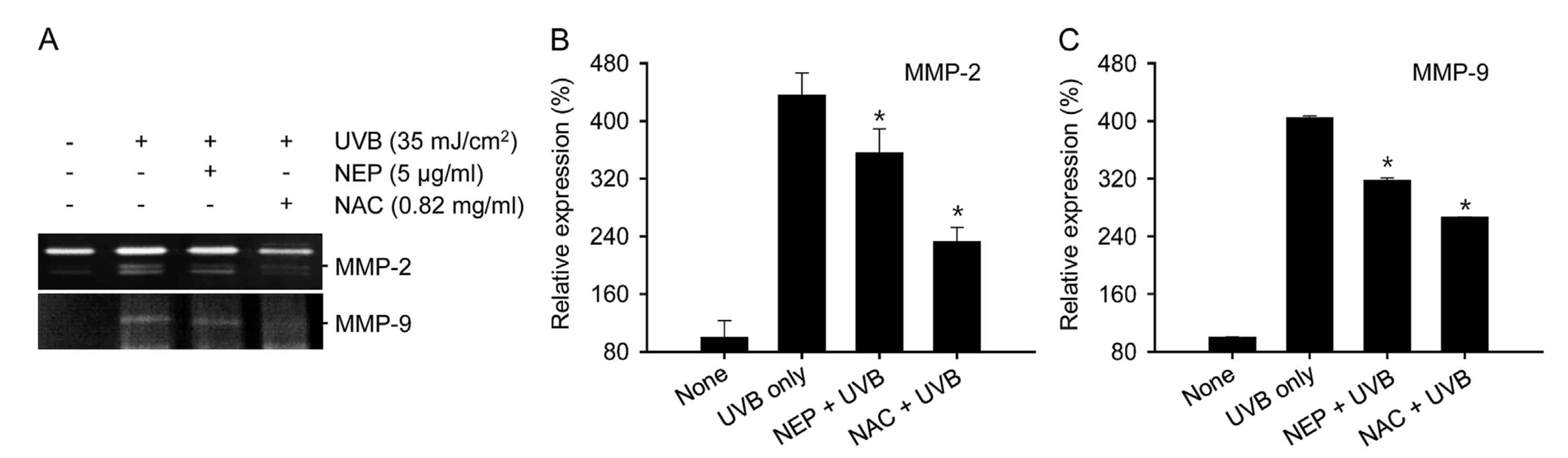 NEP에 의한 MMP2 & MMP9 활성화 감소