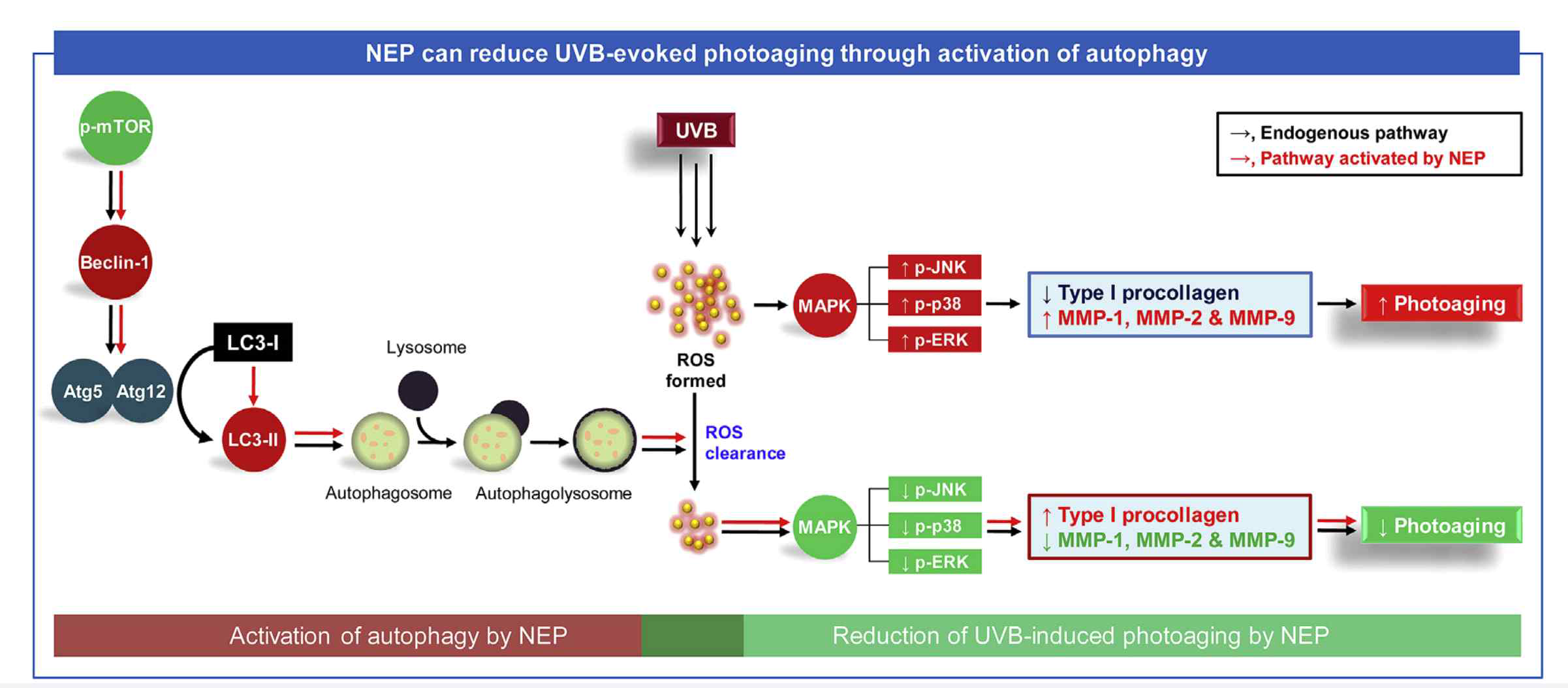 Neo-endorphin (NEP)에 의한 주름개선 효능 메카니즘