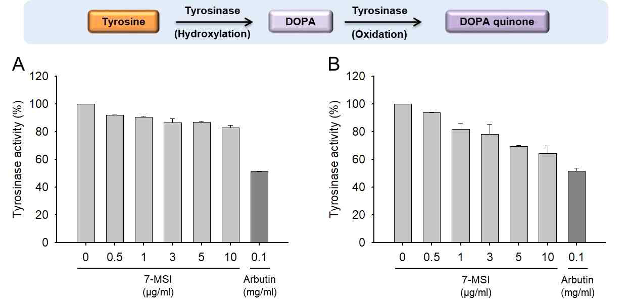 7-MSI에 의한 tyrosinase activity 억제 효능 분석