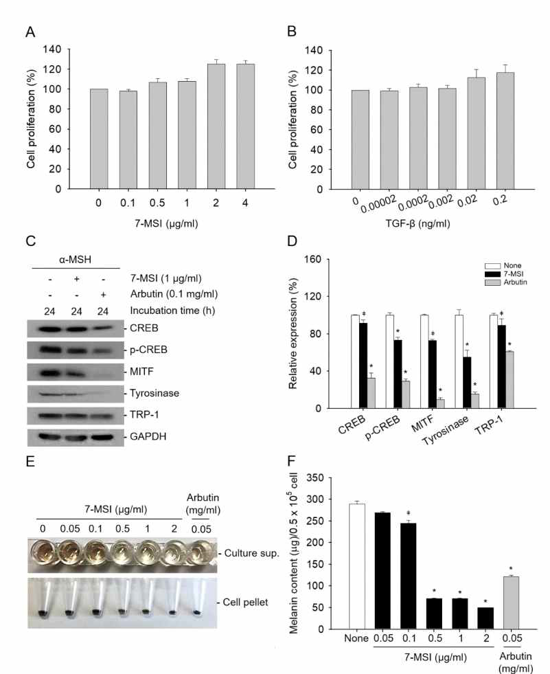 7-MSI가 멜라닌 합성에 미치는 영향 분석