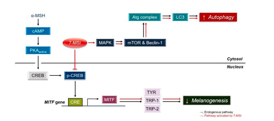 7-MSI에 의한 B16-F1 세포에서 autophagy 활성화 및 멜라닌 합성 메카니즘 분석