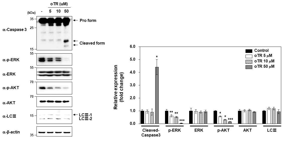 oTR 처리 후 폐암 세포에서 세포 증식 및 세포사멸 관련 단백질의 발현 및 정량 데이 터 *, p < 0.05; **, p < 0.01; ***, p < 0.001 (Student’s t-test)