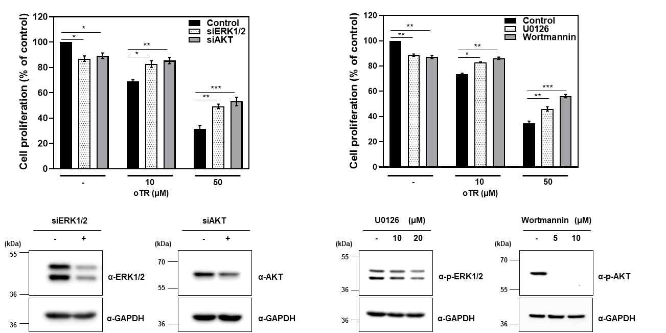 oTR 처리 후 폐암 세포의 항증식 효과. 폐암 세포를 siERK1/2 (200 nM), siAKT (200 nM), U0126 (20 μM), wortmannin (5 μM)의 존재/부재 하에 48시간 동안 oTR 5, 10 및 50 μM을 처리함. 사용된 siRNA 및 억제제의 효과는 p-ERK 및 p-AKT의 웨스턴 블롯 분석에 의해 분석됨 (하단 패널). *, p < 0.05; **, p < 0.01; ***, p < 0.001 (Student’s t-test)