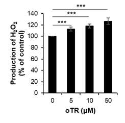 oTR 처리 후 폐암 세포 에서 H2O2 함량 변화 ***, p < 0.001 (Student’s t-test)