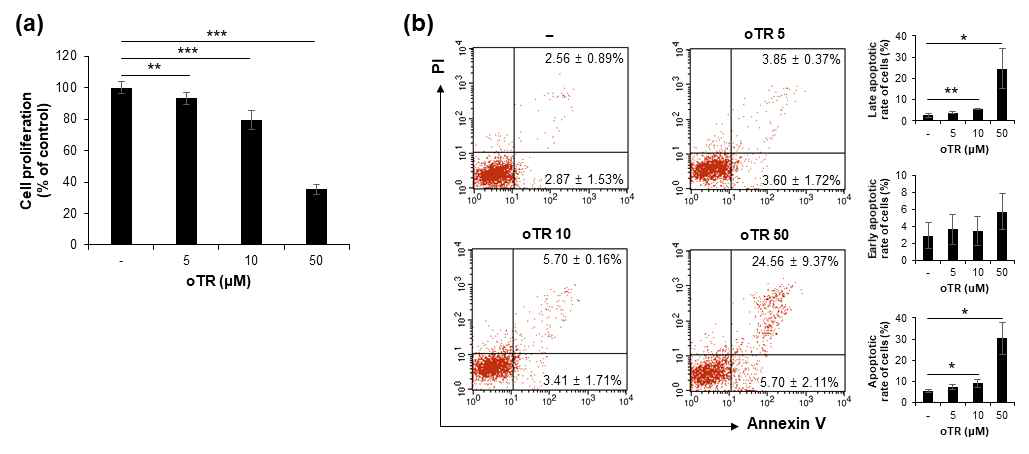 oTR 처리 후 폐암 세포의 항증식 효과 (a) 및 세포사멸 효과 (b) *, p < 0.05; **, p < 0.01; ***, p < 0.001 (Student’s t-test)