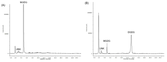 액체 크로마토그래피-증기화 광산란 검출기(LC-ELSD)로 분석하여 얻은 분획물 II-1-A (A)와 분획물 II-1-B의 크로마토그램 (B)