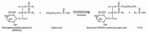 카프르산 함유 구조전환 MGDG 제조를 위한 고정화 효소 촉매 산분해 반응