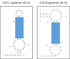 최소화된 CXCL1 및 CXCL8 압타머 구조