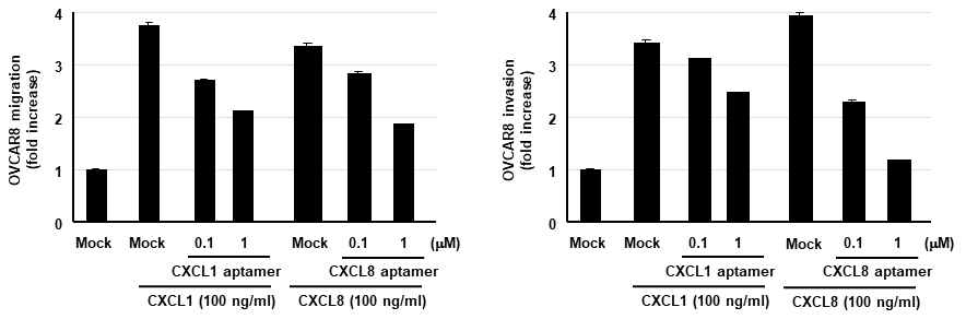 CXCL1 및 CXCL8에 의한 난소암세포의 migration, invasion 억제효능