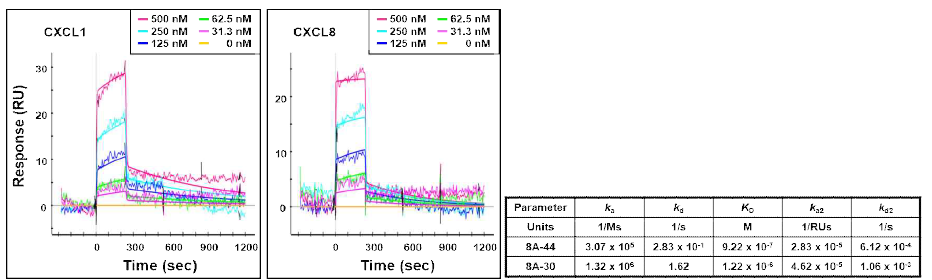 CXCL1-, CXCL8-oligobody와 CXCL1, CXCL8 단백질의 binding affinity 측정 (SPR)