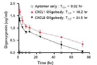 Oligobody에 의한 CXCL1, CXCL8 압타머의 in vivo 반감기 측정