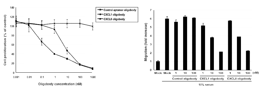 Oligobody 처리에 의한 난소암 세포의 proliferation(좌) 및 migration(우) 측정