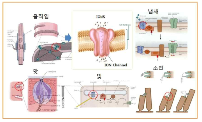 이온채널의 구조 및 감각기관에 사용되는 다양한 이온채널들