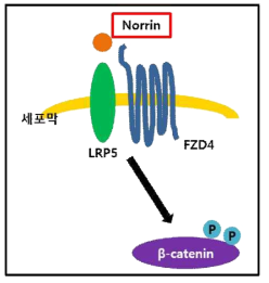 Norrin을 Wnt ligand로 하는 Wnt-β-catenin 신호전달경로 모식도