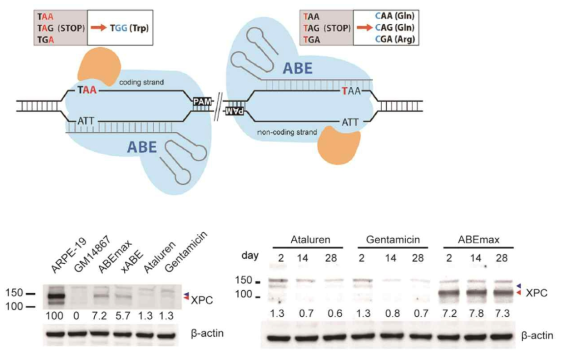 아데닌 염기편집기를 통한 환자유래 세포의 무의미 돌연변이 교정 효과(Molecular Therapy 2019)