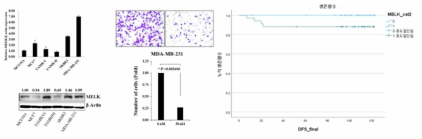 삼중음성 유방암 세포주에서 MELK의 발현과 침습성 확인 및 생존곡선