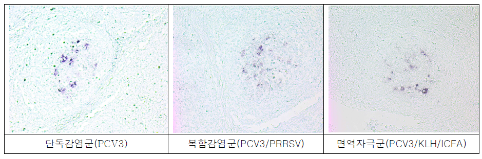 PCV3에 감염된 돼지들의 림프절에서 조직내 교잡법 사진