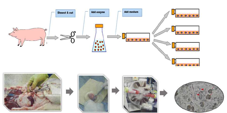 돼지유래 신장세포 초대배양법 (primary porcine kidney cell culture)